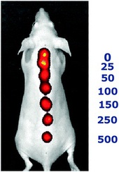 0504331_2012_in_vivo_nanosensors_igert_trainee_balaconis_neu