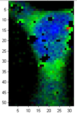 Raman Microspectroscopy image of HeLa cell incubated with gold nanoparticles