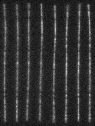 Fluorescence Microscopy Images of Microtubules