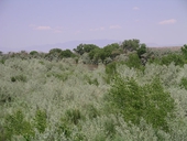 9972810_2009_russian_olive_light_green_an_invasive_along_the_rio_grande