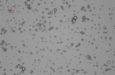 0504497_2009_pmma_microcapsules_with_beta_carotene_02